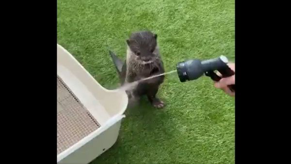 Otter - Sputnik International