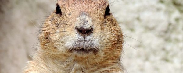 Marmot Marmot - Sputnik International