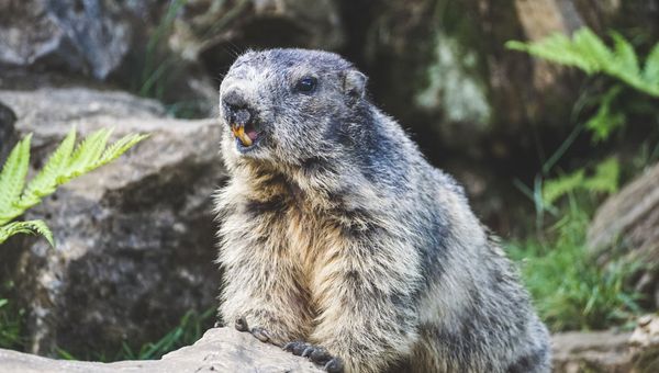 Marmot - Sputnik International