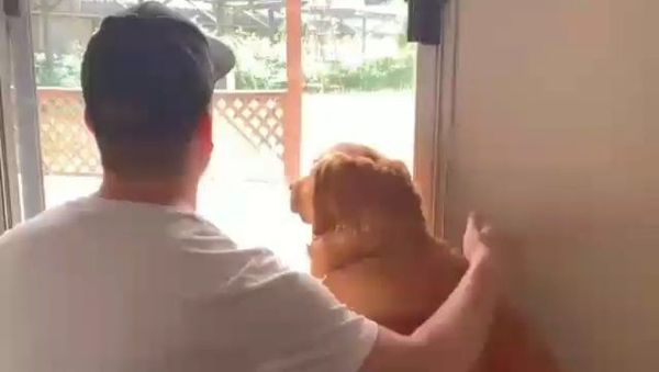 Golden retriever - Sputnik International