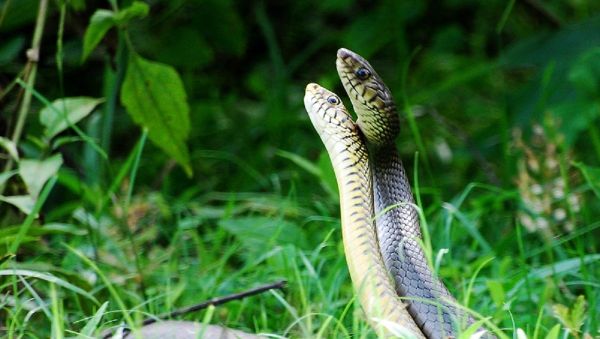 Snakes dance - Sputnik International
