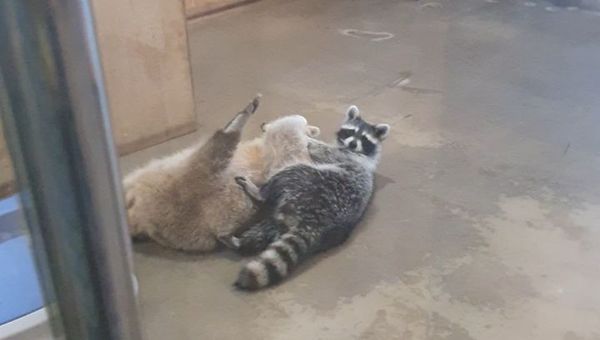Raccoons - Sputnik International