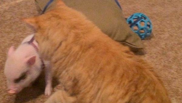 Cat and piglet - Sputnik International