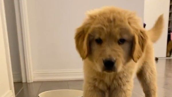 Golden retriever puppy - Sputnik International