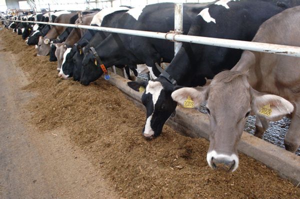 Thai businessmen to build livestock farm near Moscow - Sputnik International