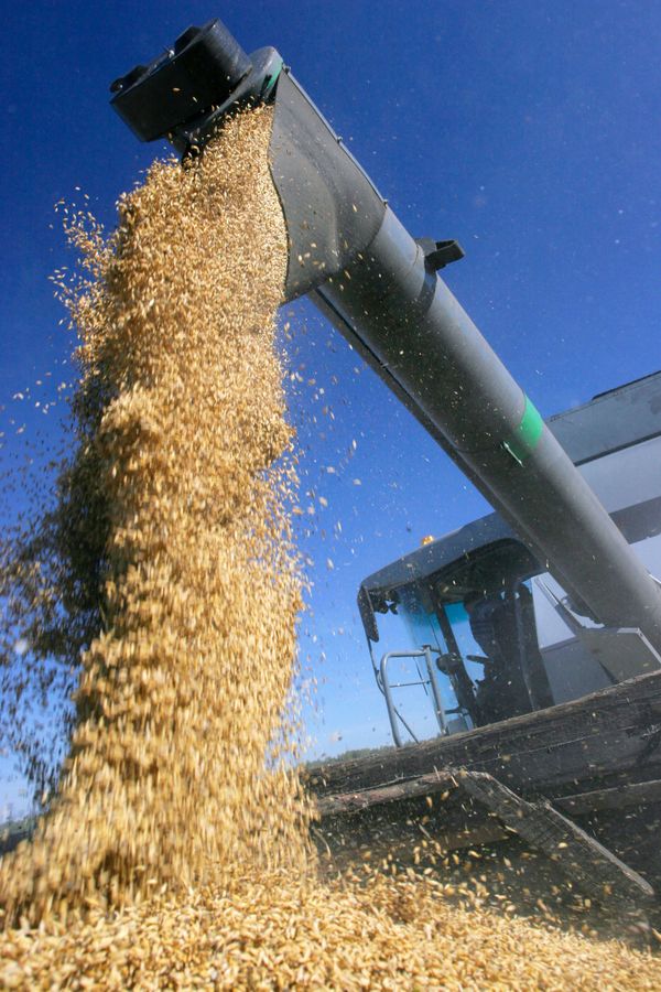 Ukraine to look into German dioxin corn allegations - Sputnik International
