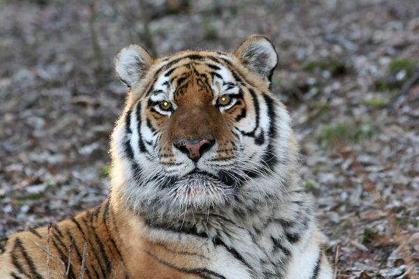 Amur tiger population in Primorye decreased by 40% - ecologists Amur tiger population in Primorye decreased by 40% - ecologists - Sputnik International