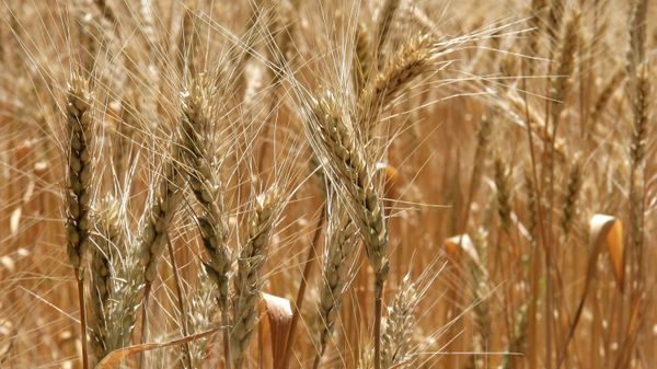 Wheat - Sputnik International