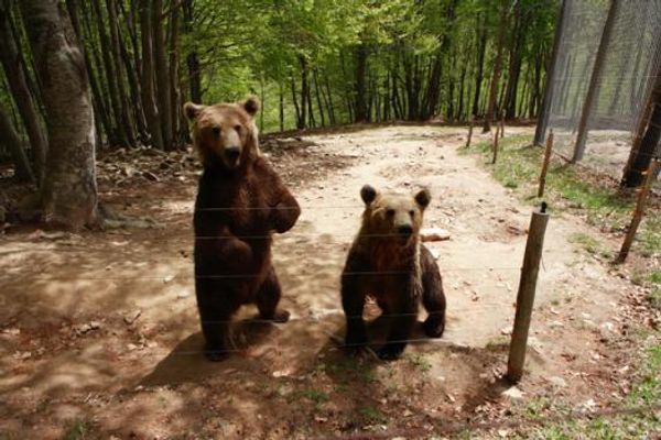 Russian to spend month on Siberian rock to protest bear cull  - Sputnik International