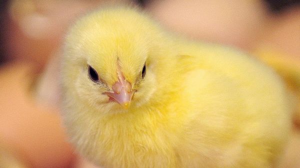 Sredneuralsk poultry farm - Sputnik International