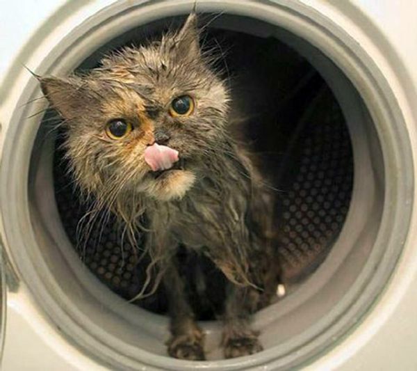 Over 300 cats in Shanghai saved from dinner table - Sputnik International