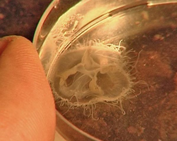 Freshwater jellyfish found in Moscow region ponds - Sputnik International