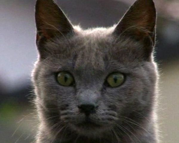 Population crisis, in less then Purrrrr-fect times  - Sputnik International