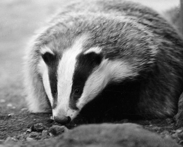 Drunk badger stops traffic in Germany - paper - Sputnik International
