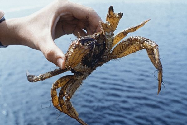 The Sakhalin crab The Sakhalin crab - Sputnik International