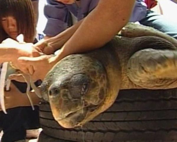 Prosthetic limbs for a Turtle  - Sputnik International