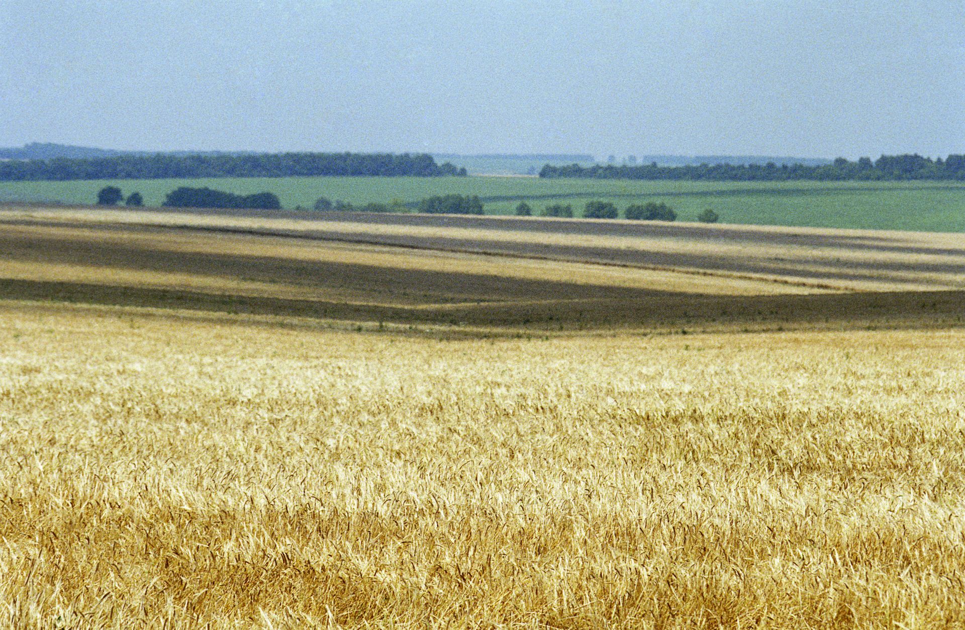Wheat fields in Russia's Belgorod Region Wheat fields in Russia's Belgorod Region - Sputnik International, 1920, 09.08.2023