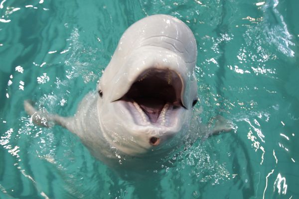 Moscow's Utrish Dolphinarium - Sputnik International