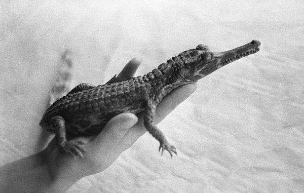 A baby gavial - Sputnik International