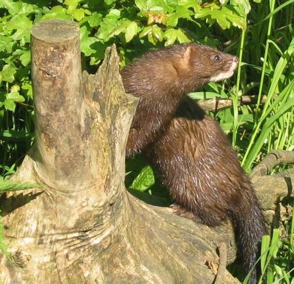  Russia should include European mink in red book - expert  - Sputnik International