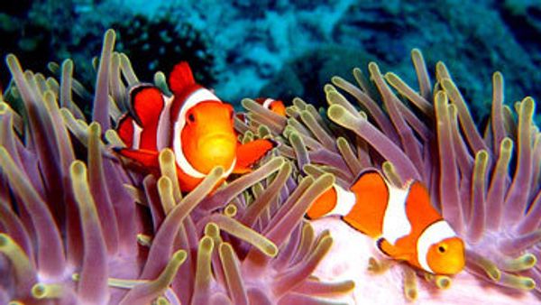 Oceanarium officials sue Russian airport over exotic fish deaths - Sputnik International
