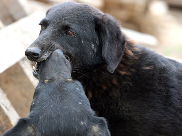 Homeless dogs Homeless dogs - Sputnik International