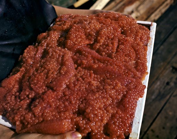 Red caviar Red caviar - Sputnik International