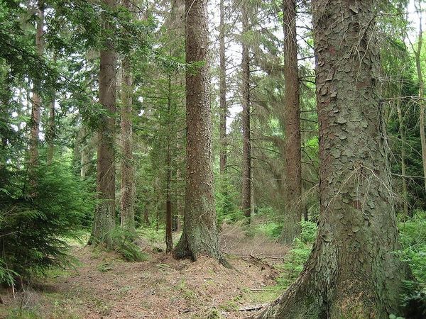 Russia could delay increase in timber export duties, even cut them  - Sputnik International