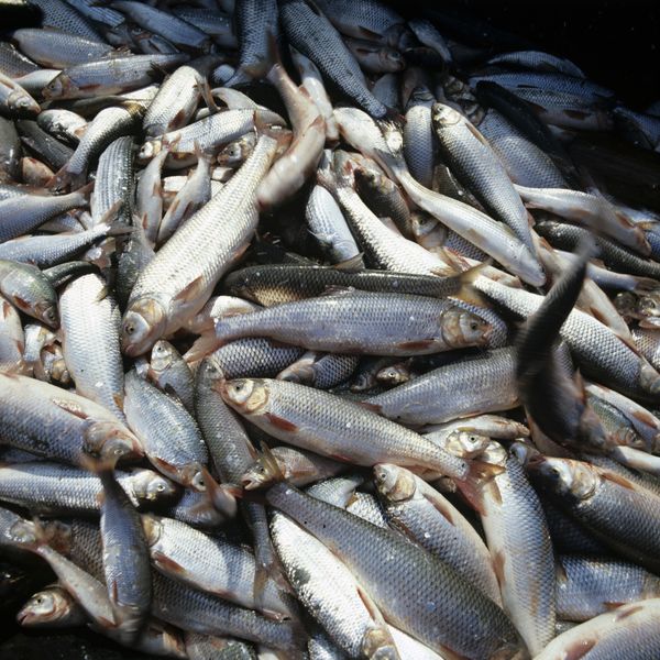 German farmers kill thousands of fish with milk over EU quotas German farmers kill thousands of fish with milk over EU quotas - Sputnik International