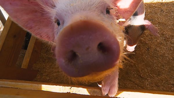 pig - Sputnik International