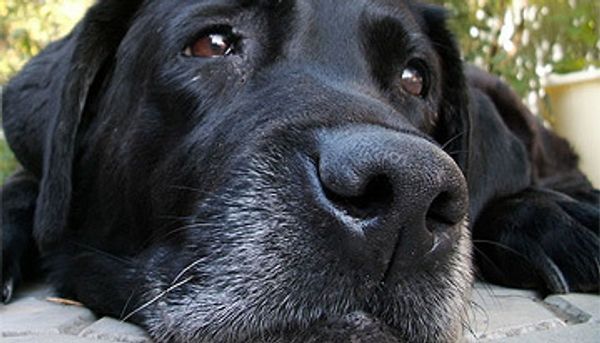 Russian court rules dog owners must pay damages over lost ear - Sputnik International
