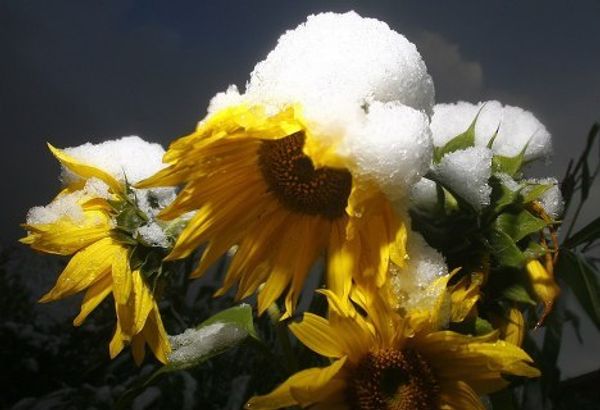 Germany, Austria and Poland hit by snowstorms 2 - Sputnik International