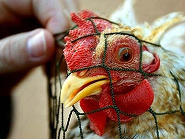 Russia to temporarily restrict German, Dutch poultry imports Russia to temporarily restrict German, Dutch poultry imports - Sputnik International