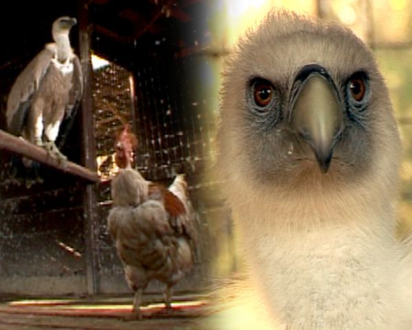 Hawk and rooster share cage in private zoo  - Sputnik International
