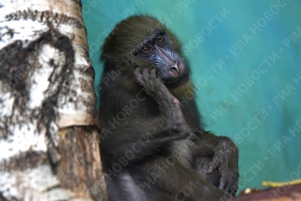 Yekaterinburg Zoo's new residents move in - Sputnik International