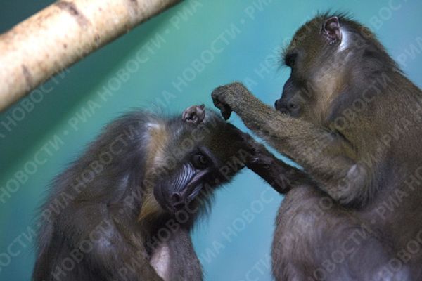 Yekaterinburg Zoo's new residents move in - Sputnik International
