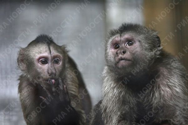 Yekaterinburg Zoo's new residents move in - Sputnik International