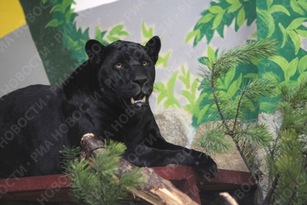 Yekaterinburg Zoo's new residents move in - Sputnik International