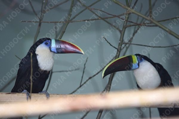 Yekaterinburg Zoo's new residents move in - Sputnik International