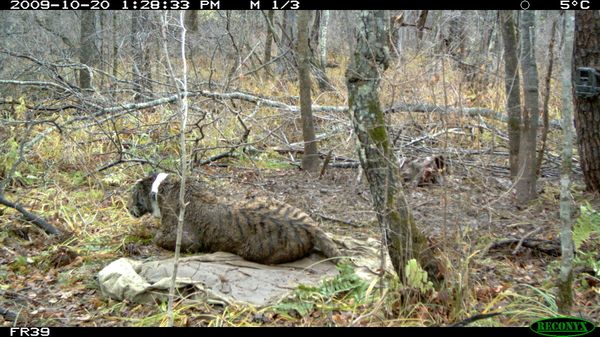 Putin's lost female tiger found - Sputnik International