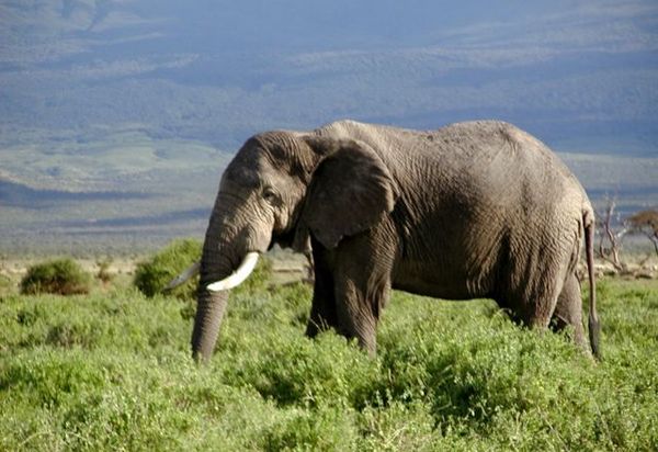 African forest elephant is in danger of extinction - Sputnik International
