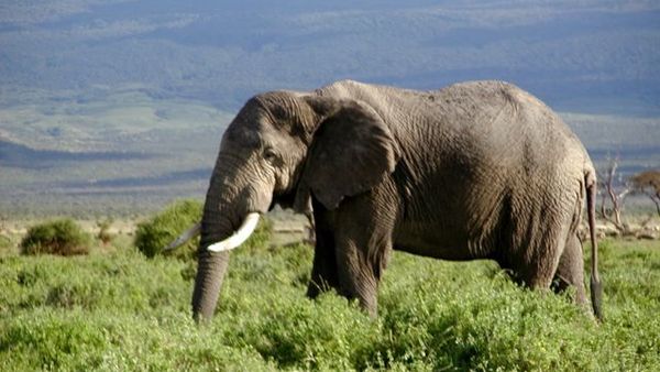 African forest elephant is in danger of extinction - Sputnik International