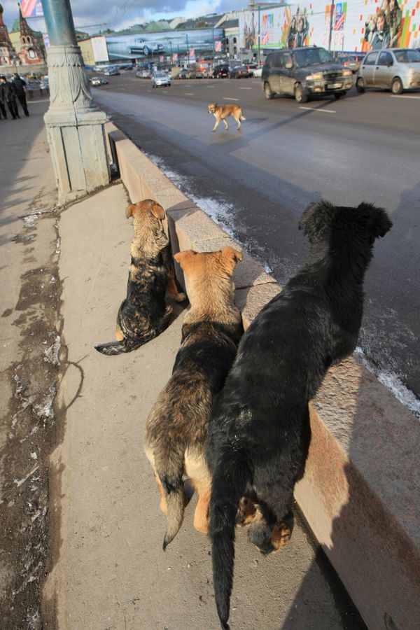 Sochi Plans to Kill Stray Animals Ahead of Olympics - Sputnik International