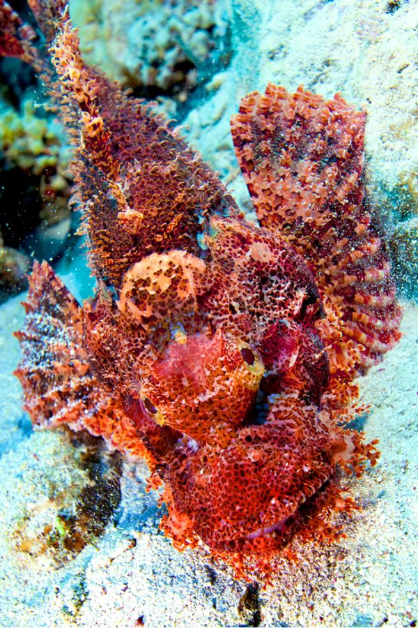 The Red Sea, Egypt - Sputnik International