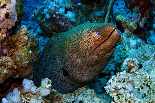 The Red Sea, Egypt - Sputnik International