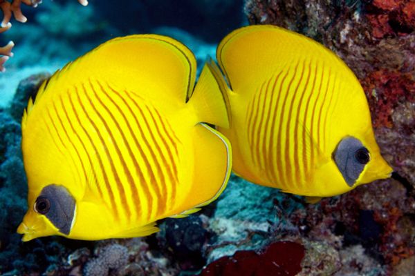 The Red Sea, Egypt - Sputnik International