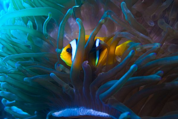 The Red Sea, Egypt - Sputnik International