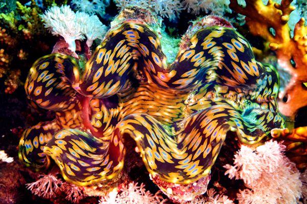 The Red Sea, Egypt - Sputnik International