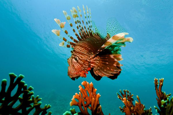 The Red Sea, Egypt - Sputnik International