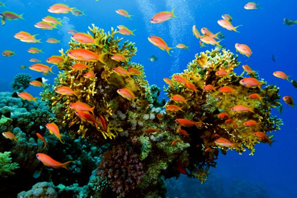 The Red Sea, Egypt - Sputnik International